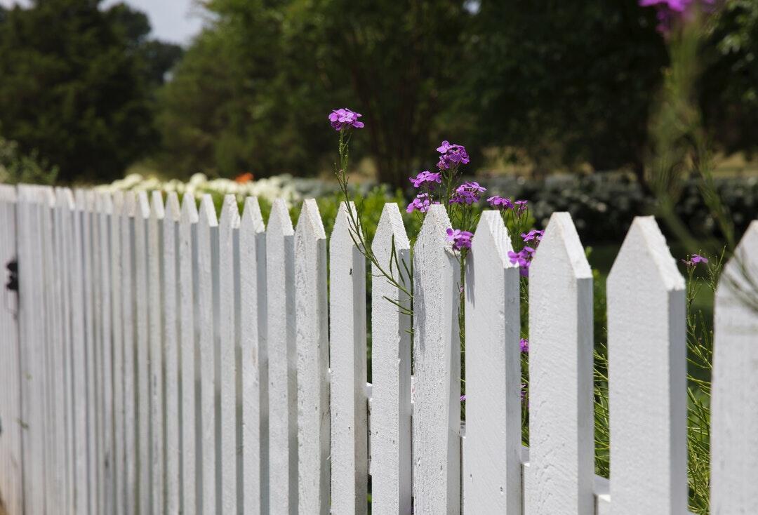 white picket fence with purple flowers growing over the top