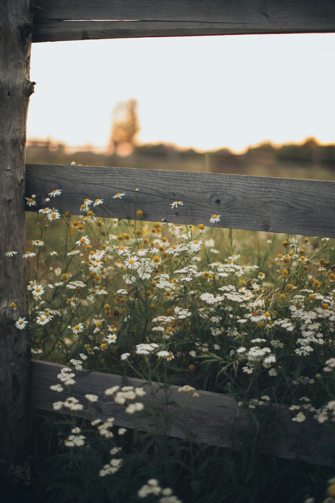 old wooden fence framed by white flowers