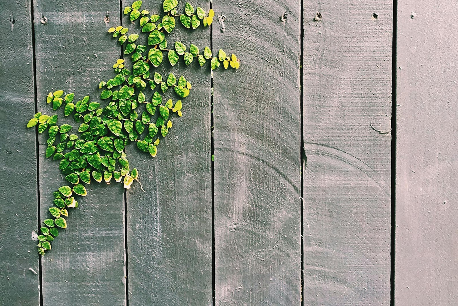 wooden fence with green vines overtaking the top left side