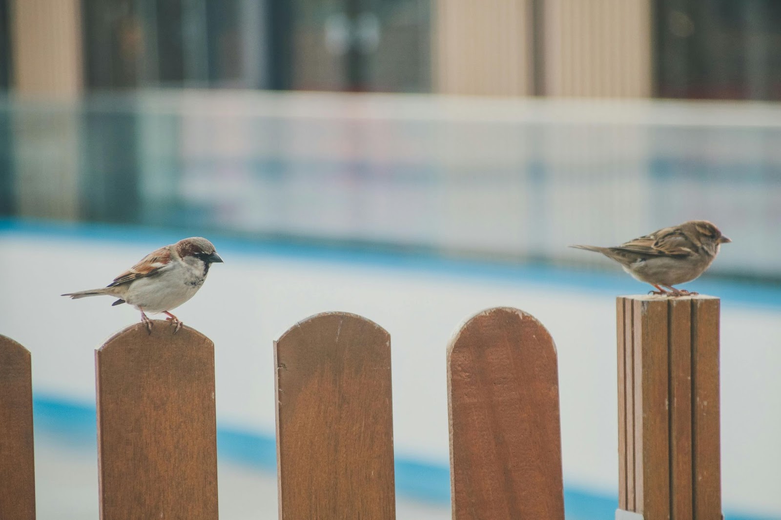 two birds standing on the posts of a wooden fence